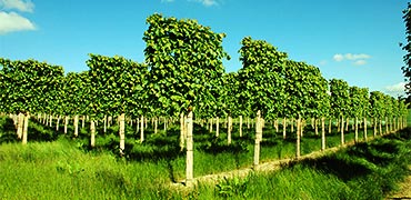 Формы кроны липы