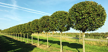 Шаровидные деревья